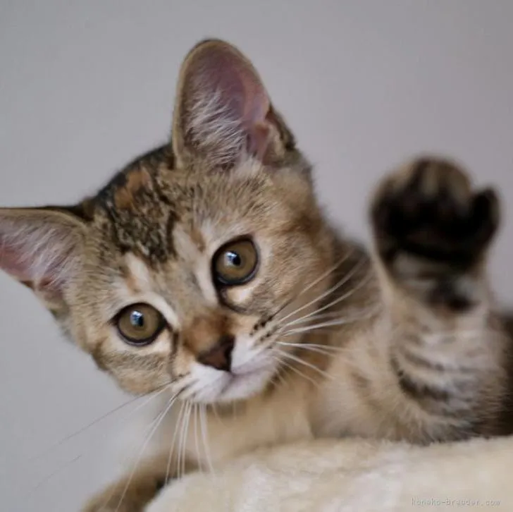 ID：2205-02633の子猫