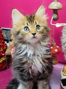 父親メインクーン・母ミックス(母ミヌエット)【福島県・男の子・2022年10月16日・ブラウンタビー（セミロング）】の写真「優しい美男な足長ちやんです
スタッフのお気に入り」