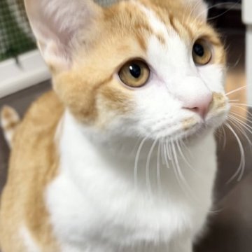 カオマニー【福島県・男の子・2022年11月26日・レッド&ホワイト（ショート）】の写真「超珍しい毛色のカオマニーです。去勢済み」