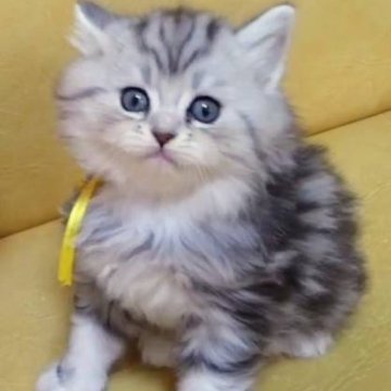 ミヌエット(ペルシャ系)×サイベリアン【福島県・男の子・2023年4月18日・ブルータビー&ホワイト（ロング）】の写真「サイベリとペルシャ系の良いとこをした超可愛い子猫!」