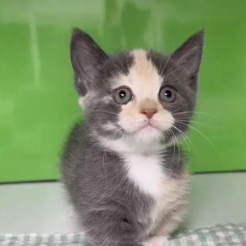 マンチカン(短足)【福島県・女の子・2022年12月20日・キャリコ（セミロング）】の写真「三兄妹の中で一番チビ短です！！」