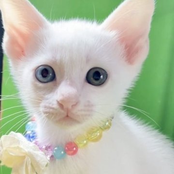 カオマニー【福島県・女の子・2024年8月8日・ホワイト（ショート）】の写真「縁起の良い→愛玩者に【富や幸運・長寿をもたらす猫】」