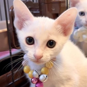 カオマニー【福島県・女の子・2023年4月18日・ホワイト（ショート）】の写真「縁起の良い→愛玩者に【富や幸運・長寿をもたらす猫】」