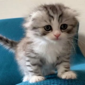サイベリアン×スコティッシュフォールド【福島県・男の子・2023年10月23日・シルバータビー&ホワイト（ロングコート）】の写真「顔はパパ似、耳はママ似の可愛い男の子（耳折れ）」