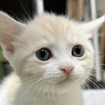 マンチカン【福島県・男の子・2023年11月20日・レッド&ホワイト（セミロング）】の写真「好奇心旺盛✨お部屋の探検大好きな短足くん♥️」