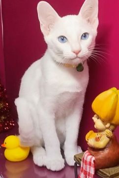 カオマニー【福島県・男の子・2022年9月23日・ホワイト（ショート）】の写真「縁起の良い→愛玩者に【富や幸運・長寿をもたらす猫】」