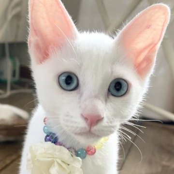 カオマニー【福島県・男の子・2023年5月12日・ホワイト（ショート）】の写真「縁起の良い→愛玩者に【富や幸運・長寿をもたらす猫】」