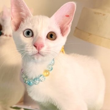 カオマニー【福島県・女の子・2023年4月18日・ホワイト（ショート）】の写真「縁起の良い→愛玩者に【富や幸運・長寿をもたらす猫】」