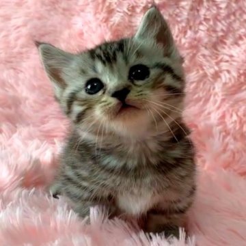 マンチカン(短足)【福島県・女の子・2023年2月7日・ブラックタビー（セミロング）】の写真「元気いっぱい甘えん坊な女の子」