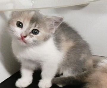 マンチカン(長足)【福島県・女の子・2020年8月25日・パステルカラーキャリコ（ショート）】の写真「おてんばの美人さん」