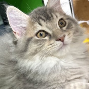 メインクーン【福島県・男の子・2023年9月9日・ブルータビー&ホワイト（ロング）】の写真「おっとり優しい男の子😽」