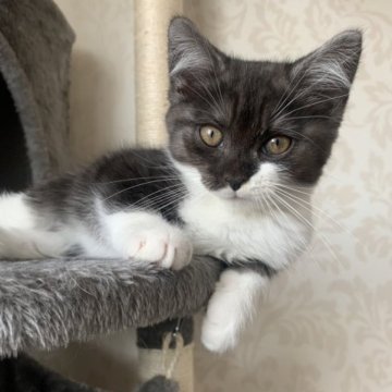 マンチカン(長足)【福島県・男の子・2023年2月7日・ブラック&ホワイト（セミロング）】の写真「とても元気でちゃめっけたっぷりな男の子」