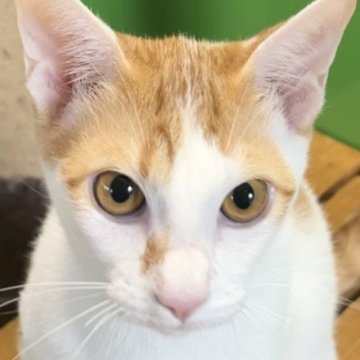 カオマニー【福島県・男の子・2023年5月12日・レッドタビー&ホワイト（ショート）】の写真「縁起の良い→富や幸運・長寿をもたらす猫＋鍵シッポ」