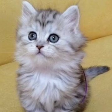 ミヌエット(ペルシャ系)×サイベリアン【福島県・女の子・2023年4月18日・ブルータビー&ホワイト（ロング）】の写真「サイベリとペルシャ系の良いとこをした超可愛い子猫!」