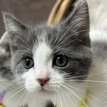 マンチカン(長足)【福島県・女の子・2024年1月1日・ブルー&ホワイト（ショート）】の写真「まんまるお顔とおめめがとっても可愛い女の子😻」