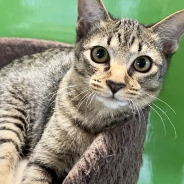 カオマニー【福島県・女の子・2023年5月27日・ブラウンタビー（ショート）】の写真「縁起の良い→愛玩者に【富や幸運・長寿をもたらす猫】」