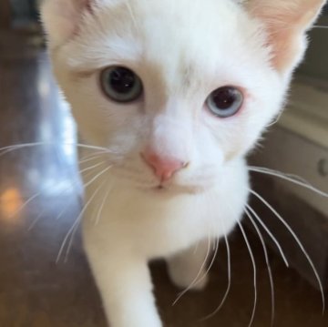 カオマニー【福島県・男の子・2023年11月26日・クリーム&ホワイト（ショート）】の写真「縁起の良い→愛玩者に【富や幸運・長寿をもたらす猫】」