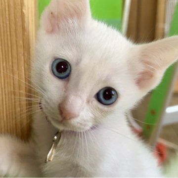 カオマニー【福島県・女の子・2024年3月19日・ホワイト（ショート）】の写真「縁起の良い→愛玩者に【富や幸運・長寿をもたらす猫】」