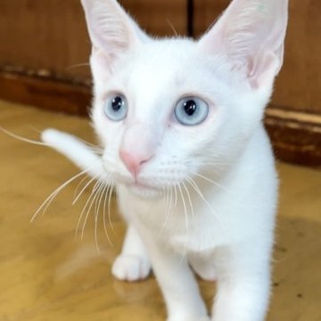 カオマニー【福島県・男の子・2023年5月12日・ホワイト（ショート）】の写真「縁起の良い→愛玩者に【富や幸運・長寿をもたらす猫】」