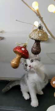 マンチカン(長足)【福島県・女の子・2020年10月31日・ブルータビー&ホワイト（ショート）】の写真「元気いっぱいやんちゃな女のコ」