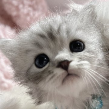 サイベリアン【福島県・男の子・2024年1月28日・シルバータビー】の写真「やんちゃboy♡おっとりさん🐱♡」