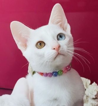 カオマニー【福島県・女の子・2022年9月28日・ホワイト（ショート）】の写真「カオマニーを象徴するオッドアイの女のコです。」