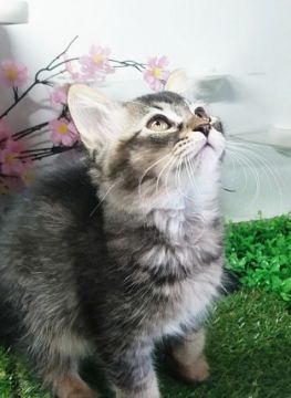 マンチカン【福島県・男の子・2020年1月11日・ブラウンタビー】の写真「活発な男の子です‼️」