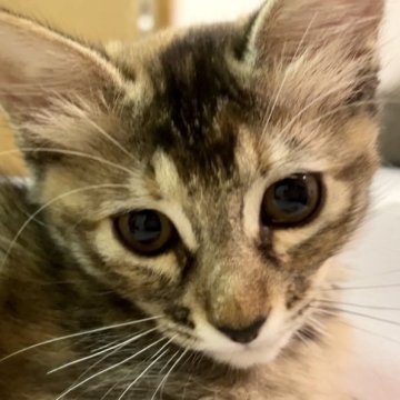 マンチカン×シャム(サイアミーズ)【福島県・女の子・2023年5月11日・ブラウンパッチドタビー（セミロング）】の写真「甘え上手なお母さん似の美人さん」