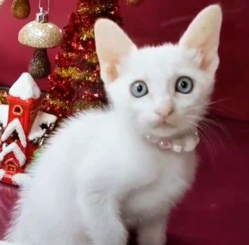 カオマニー【福島県・女の子・2022年10月16日・ホワイト（ショート）】の写真「縁起の良い→所有者に【富や幸運・長寿をもたらす猫】」