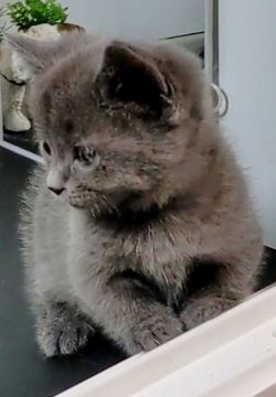 マンチカン(短足)【福島県・男の子・2021年1月24日・ブルー】の写真「お目々クリクリの趙短足ちゃん。」