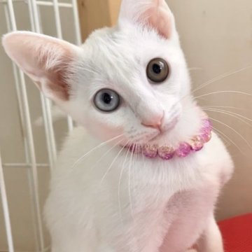 カオマニー【福島県・女の子・2023年4月18日・ホワイト（ショート）】の写真「縁起の良い→愛玩者に【富や幸運・長寿をもたらす猫】」