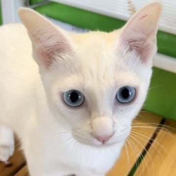 カオマニー【福島県・女の子・2022年11月26日・ホワイト（ショート）】の写真「縁起の良い→愛玩者に【富や幸運・長寿をもたらす猫】」