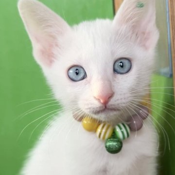 カオマニー【福島県・女の子・2023年10月12日・ホワイト（ショート）】の写真「縁起の良い→愛玩者に【富や幸運・長寿をもたらす猫】」