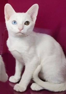 カオマニー【福島県・男の子・2022年5月20日・ホワイト（ショート）】の写真「カオマニーを象徴するオッドアイの健康体男の子です。」