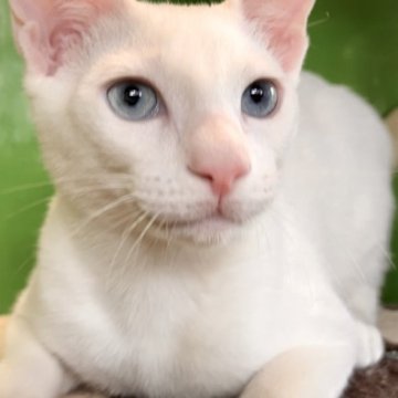 カオマニー【福島県・男の子・2023年3月19日・ホワイト（ショート）】の写真「縁起の良い→愛玩者に【富や幸運・長寿をもたらす猫】」