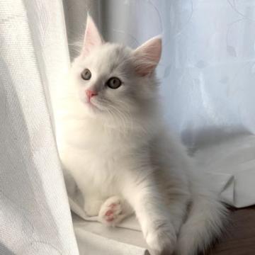 メインクーン×スコティッシュフォールド【福島県・男の子・2022年8月20日・ホワイト（ロング）】の写真「まんまるかわいい男の子」