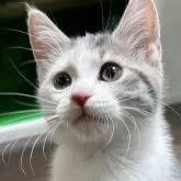 マンチカン(長足)【福島県・女の子・2024年9月23日・ダイリュートキャリコ】の写真1「活発的な子でご飯を兄妹の中で一番に食べ始めた子です🍙♥️」