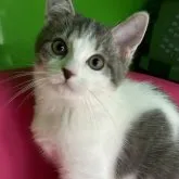 マンチカン(長足)【福島県・女の子・2023年6月8日・ブルー&ホワイト】の写真1「9/14に撮影しました🐈‍⬛🎀」