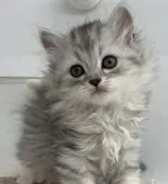 サイベリアン【福島県・女の子・2021年8月13日・シルバータビー】の写真1「2021/09/27に撮影しました。」