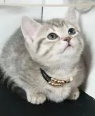 マンチカン(短足)【福島県・女の子・2020年9月5日・ブルータビー】の写真1「2020/10/20日に撮影しました‼️」