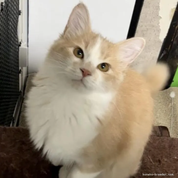 ID：2207-02275の子猫