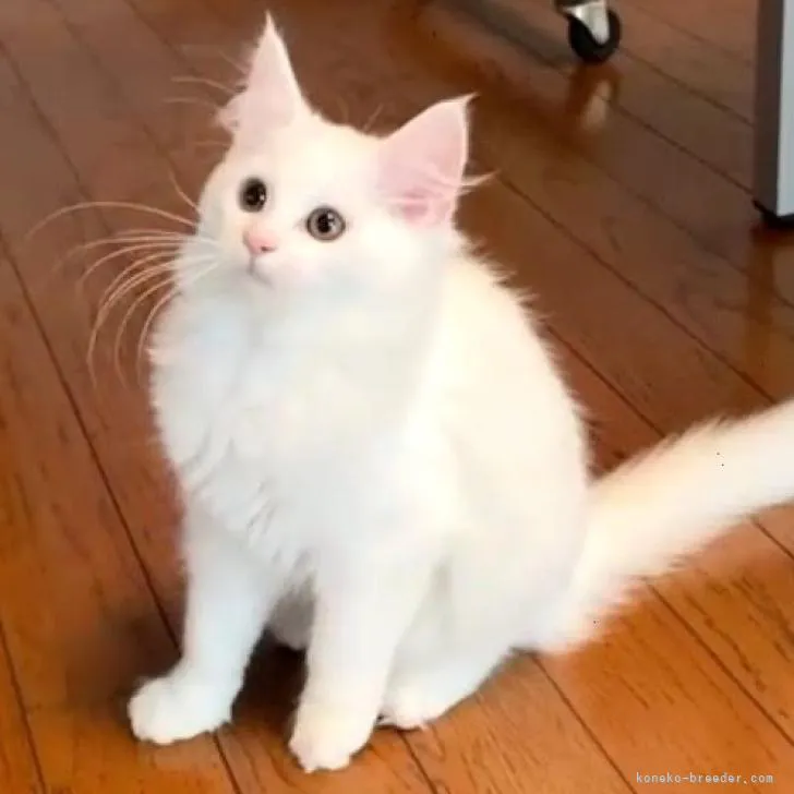 ID：2209-01709の子猫
