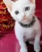 カオマニー【福島県・女の子・2022年10月16日・ホワイト】の写真2