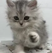 サイベリアン【福島県・女の子・2021年8月13日・シルバータビー】の写真2「2021/10/02に撮影しました。」