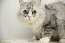 サイベリアン【・男の子・2019年1月5日・シルバータビー&ホワイト】「2021/07/27に撮影しました。」