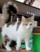 メインクーン【・女の子・2020年10月2日・ブラウン&ホワイト】