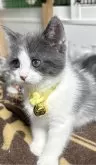 マンチカン(長足)【福島県・女の子・2024年1月1日・ブルー&ホワイト】の写真2「ママ似の美脚😽」