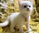 メインクーン【福島県・男の子・2024年4月5日・ホワイト】の写真2「全体写真です🐈‍⬛🎀勇者の僕⚔️✨️」