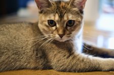 マンチカン【・女の子・2022年4月9日・ブラウンパッチドタビー】「2022/9/24に撮影しました。」