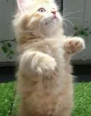 父親メインクーン×母親ミヌエット【福島県・男の子・2020年4月3日・レッドタビー】の写真2「5/13日に撮影しました‼️」